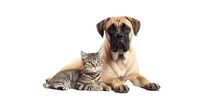 Mastiff Dog And Cute Kitten Lie Together. Isolated On Transparent Background. PNG. Two Puppies. Post-processed Generative AI