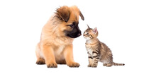 Puppy Dog And Cute Kitten Lie Together. Isolated On Transparent Background. PNG. Two Puppies. Post-processed Generative AI