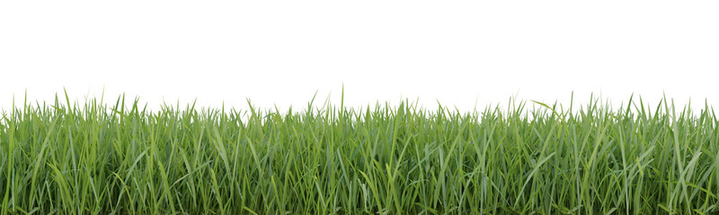 Sticker - Green grass border on transparent background, nature meadow, green field, 3d render illustration.