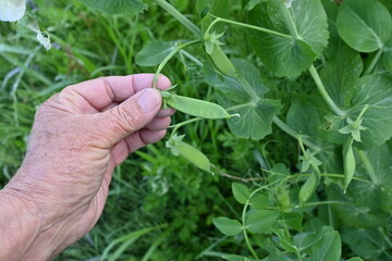 Wall Mural - Peas cultivation and harvesting work in the vegetable garden.