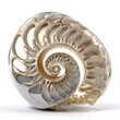 Abstract fractal nautilus shell on white background created using generative AI tools