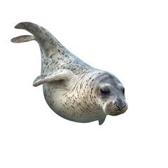 seal isolate on background