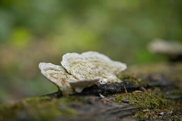 Sticker - Closeup of a mushroom growing on the top of a tree trunk