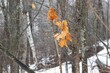 a snow covered forest has fallen leaves on branches in winter