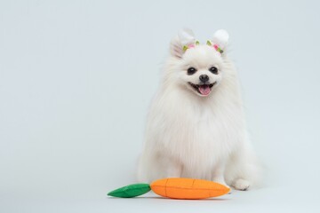 Wall Mural - Adorable Spitz wearing bunny ears headband next to a carrot, Easter-themed decorations