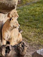 Poster - Majestic African lions basking in the sun while lounging in a grassy field