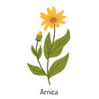 Vector illustration of arnica grass. A flower with leaves, buds and branches. The yellow sunflower family is a botanical element of medical aromatherapy