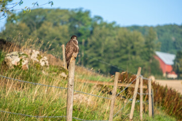 Sticker - Perched Buzzard in a rural view