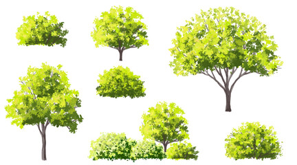 Wall Mural - vector watercolor of tree side view isolated on white background for landscape and architecture draw