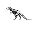 Fototapeta  - tyrannosaurus rex dinosaur