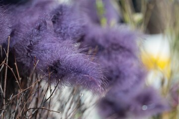 Poster - Close-up image of an arrangement of vibrant purple lagurus flowers