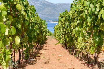 Vineyard on red soil on coast of beautiful Mediterranean island of Korcula in Croatia