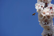 A bee in flight on an apricot flower. European bee, Apis mellifera. Flying honeybee pollinating apricot tree in spring blooming garden. honey bee gathering nectar pollen honey in apricot tree flowers.