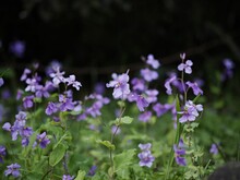 Vibrant Array Of Purple Orychophragmus Violaceus Flowers With Lush Green Foliage