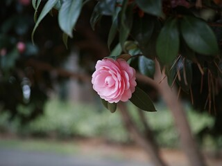 Sticker - Closeup of a beautiful pink Japanese camellia flower on a branch