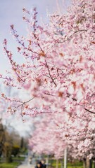 Poster - A vertical shot of a pink cherry blossom tree