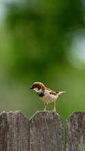 Male House Sparrow Perched On A Wooden Fence.