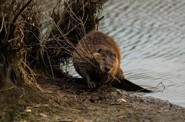 Sticker - Closeup shot of a beaver in a clear body of water.