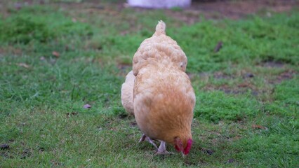 Canvas Print - Close-up view of a chicken pecking for bugs in the grass on a farm