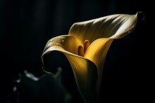 A Bright Yellow Calla Lily Against A Dark Background. Generative AI
