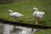 Geese Standing In The Water At The Edge Of A Pond, Searching For Food