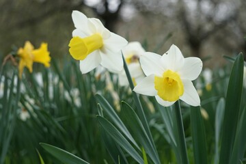 Wall Mural - Stunning close-up shot of vibrant Narcissus flowers set against a backdrop of lush green grass