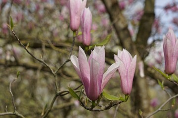 Poster - Vibrant, Magnolia Flowers blossom growing gracefully on a delicate, green branch