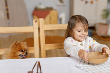 Little girl and a pomeranian dog are sitting at a table playing and eating in a bright room.