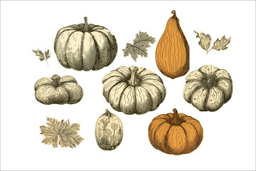 Poster - Squashes sketch. Isolated on background. Cartoon . Generative AI