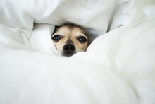 Pet Comfort, Small Dog Sleeping In Bed, Cute Puppy Is Warming Under The Blanket In Winter In Bed
