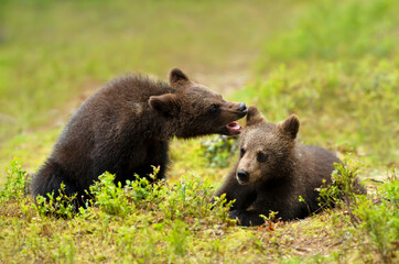 Wall Mural - european brown bear cubs playing in a forest