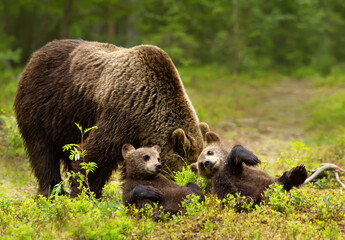 Wall Mural - Eurasian brown bear mama and her playful cubs in a forest