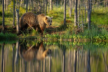 Wall Mural - Eurasian Brown bear by a pond in a forest in autumn