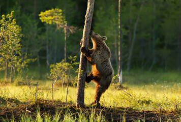 Wall Mural - Eurasian Brown bear climbing a tree by a pond