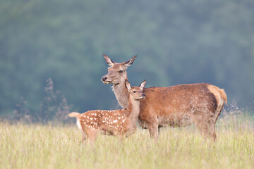 Wall Mural - Cute Red deer calf standing close to mama in a meadow