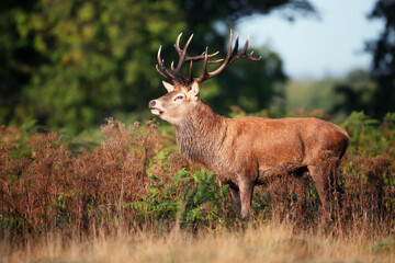 Wall Mural - Close up of a red deer stag in autumn