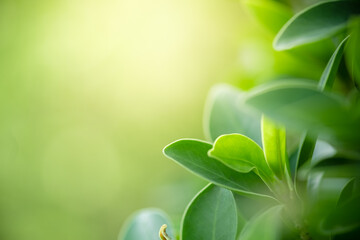 Wall Mural - Beautiful nature view of green leaf on blurred greenery background in garden and sunlight with copy space using as background natural green plants landscape, ecology, fresh wallpaper concept.