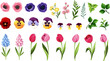 Colorful flowers and leaves isolated on a white background. Set of colorful tulip, pansy, anemone, and hyacinth flowers and green leaves. Vector illustration