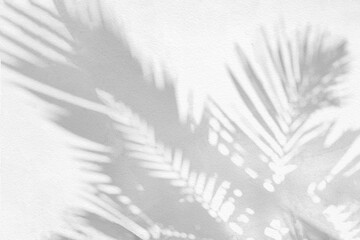 Aufkleber - Grey shadow of natural palm leaf and tree abstract background falling on white wall texture for background and wallpaper. Tropical palm leaves foliage shadow overlay effect, foliage mockup and design