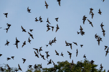 Wall Mural - Large group of bats flying in evening
