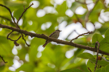 Rusty-tailed flycatcher (Ficedula ruficauda) at Rabindra Saravar, Kolkata, India