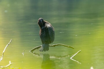 Poster - Great cormorant