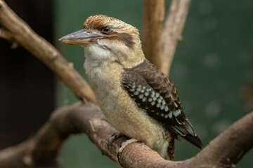 Poster - Kookaburra