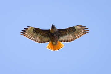 Poster - Close view of a red-tailed hawk flying, seen in the wild in  North California