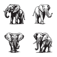 Elephant Set - Isolated Vector Images Of Wild Animals