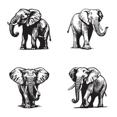 Elephant set - isolated vector images of wild animals