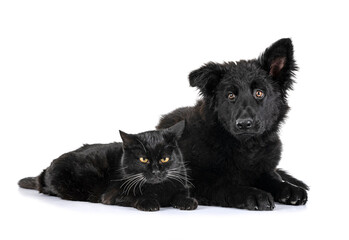 Canvas Print - young german shepherd and cat