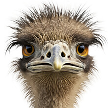 Head Ostrich Isolated On White