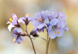 Wiosenne kwiaty - Wielosił błękitny