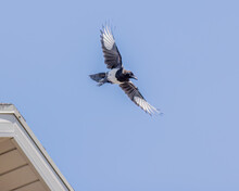 Black And White Birds, Called Magpies Are Flying After Taking Off From A Roof.
